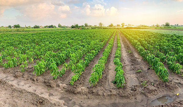 agrochemikalia_min